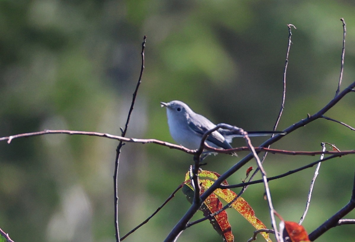 Blue-gray Gnatcatcher - ML641941695