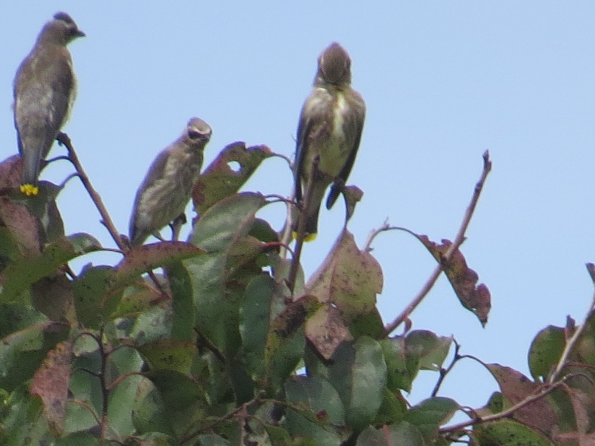 Cedar Waxwing - ML641941699