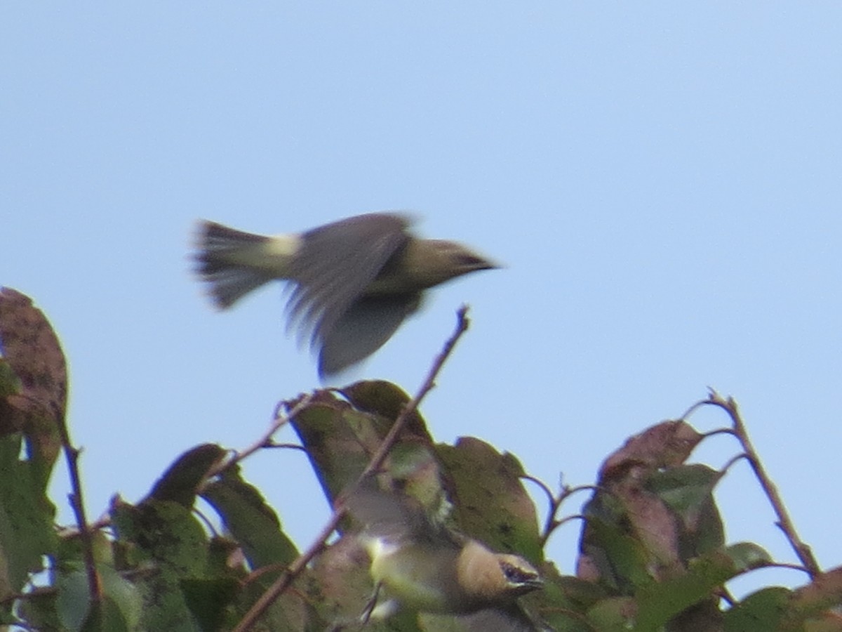 Cedar Waxwing - ML641941700