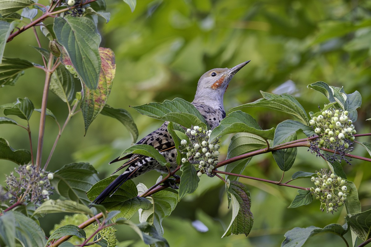 Northern Flicker - ML641941727