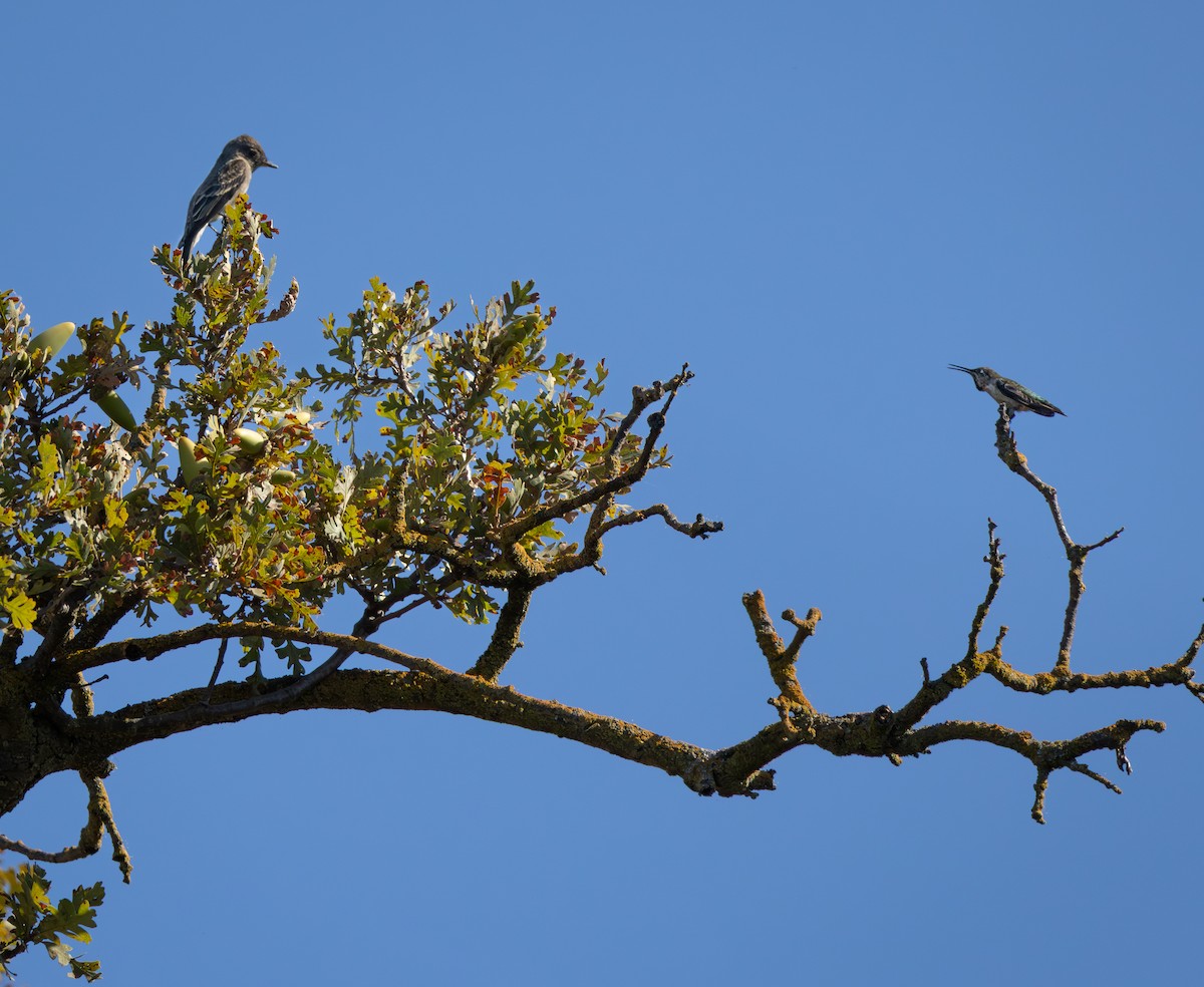 Anna's Hummingbird - ML641941731