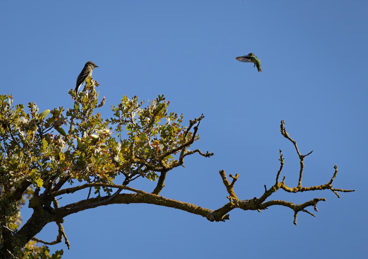 Anna's Hummingbird - ML641941732
