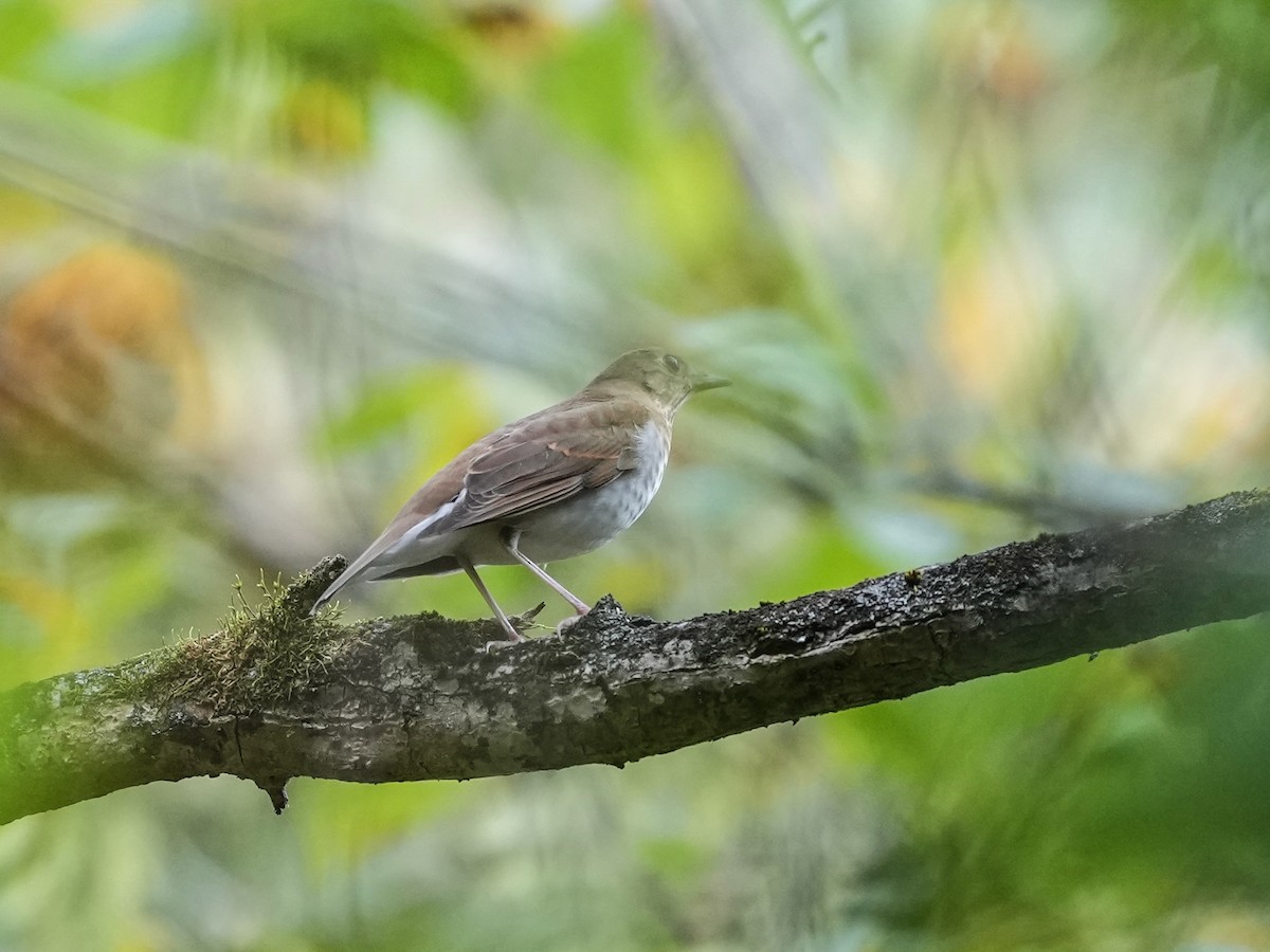 Veery - ML641941733