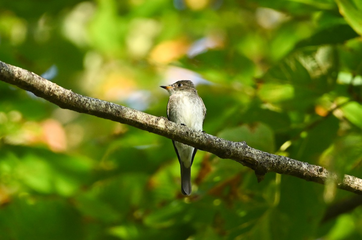 Eastern Wood-Pewee - ML641941743