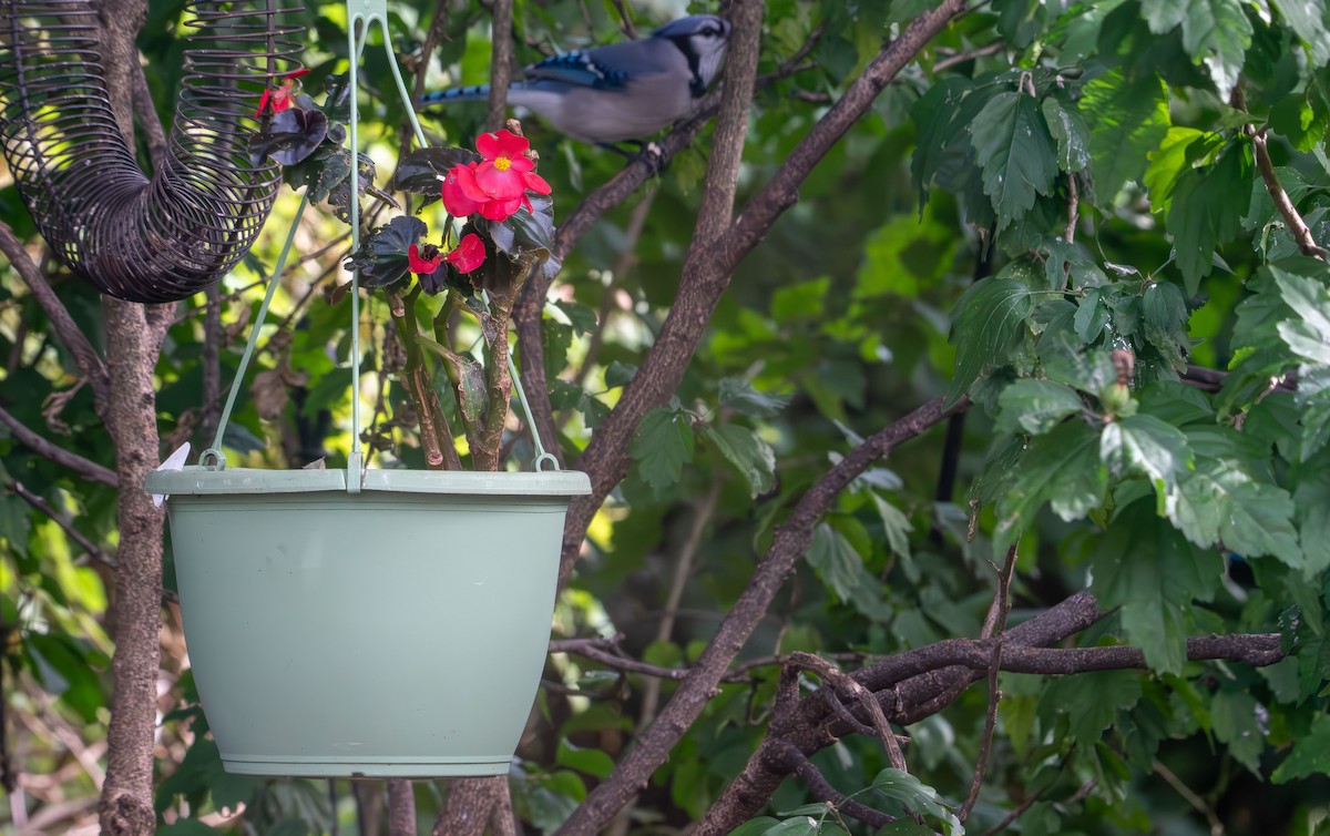 Blue Jay - ML641941766
