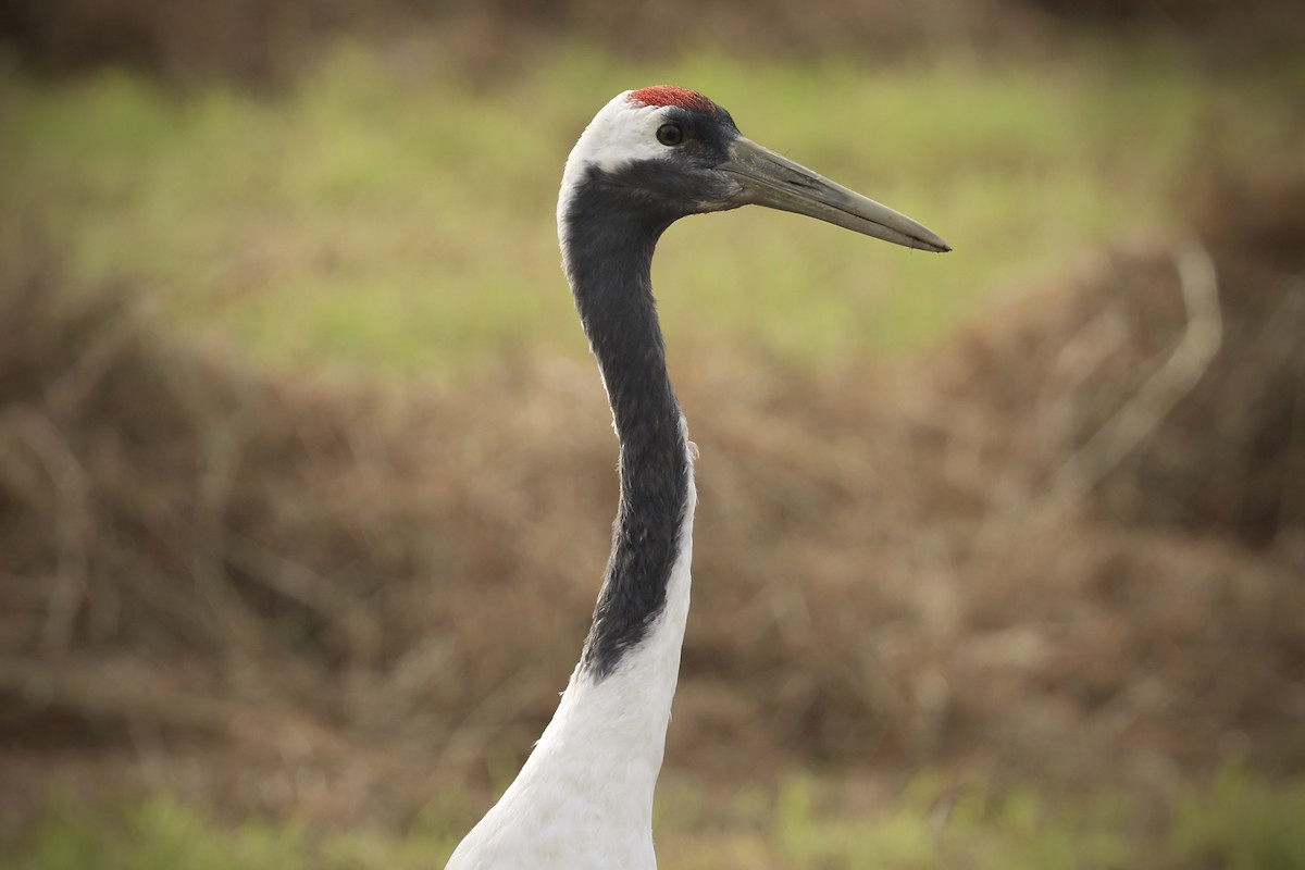 Kurrilo japoniarra - ML641941776