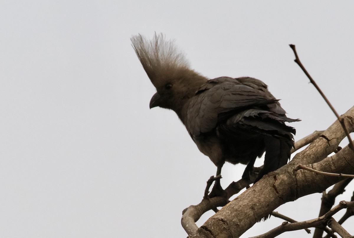 Gray Go-away-bird - ML641941788