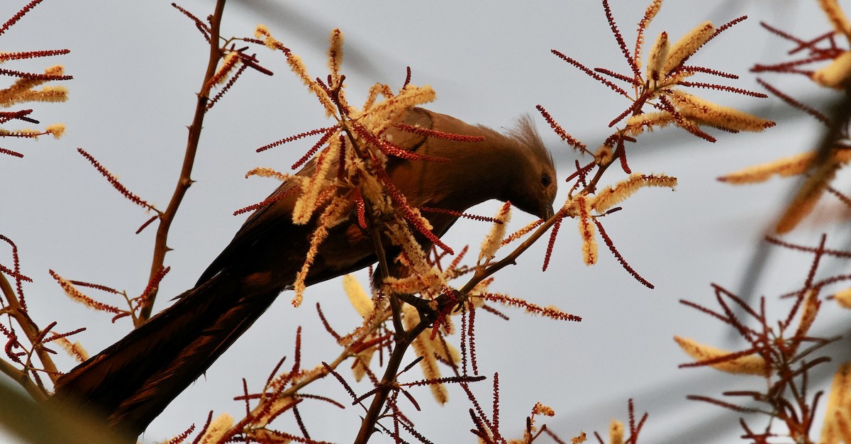 Gray Go-away-bird - ML641941789