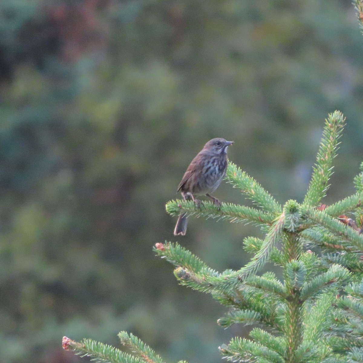 Song Sparrow - ML641941810