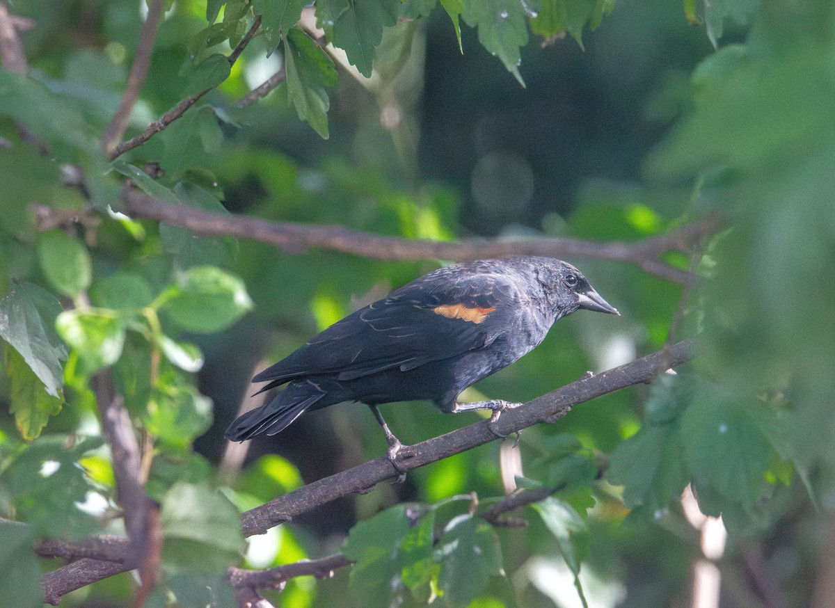Red-winged Blackbird - ML641941811