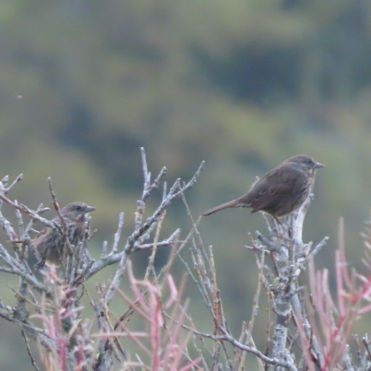 Song Sparrow - ML641941817