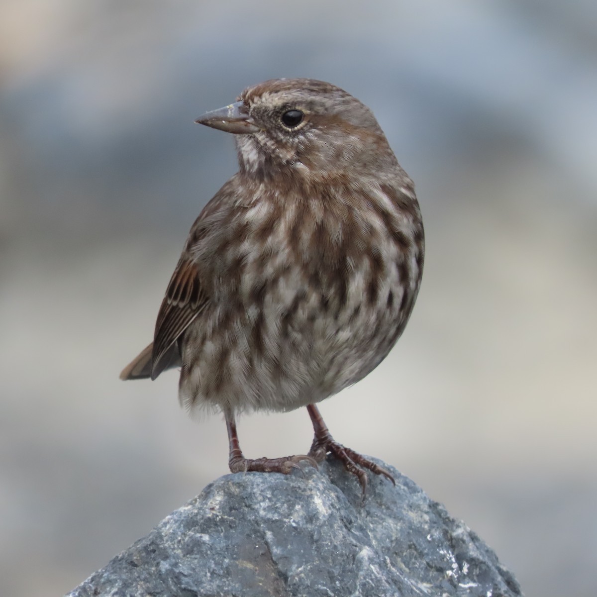 Song Sparrow - ML641941821