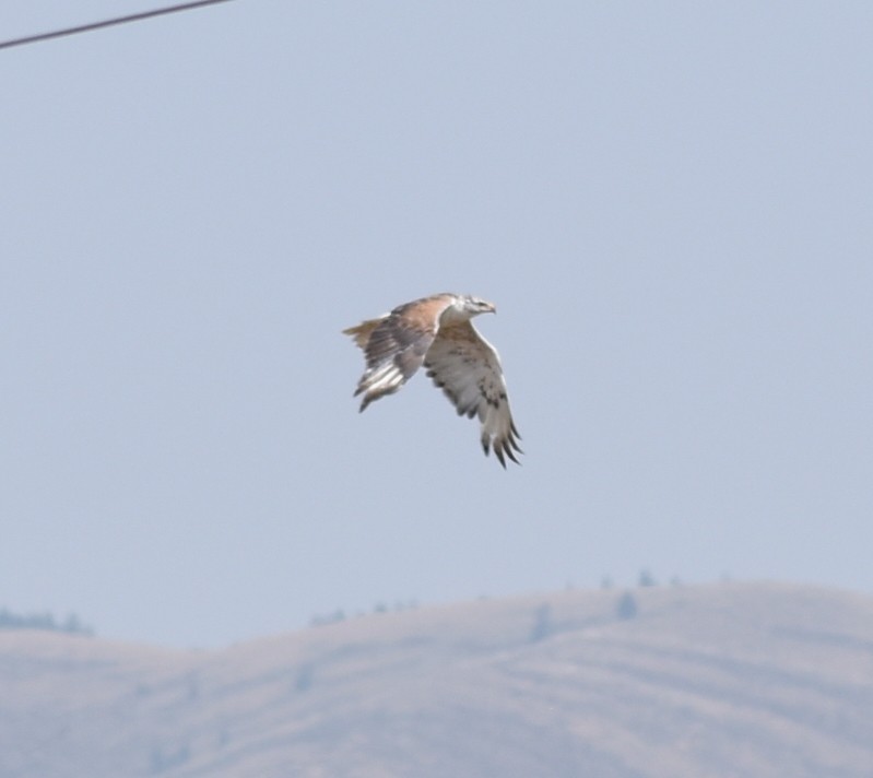 Ferruginous Hawk - ML641941830