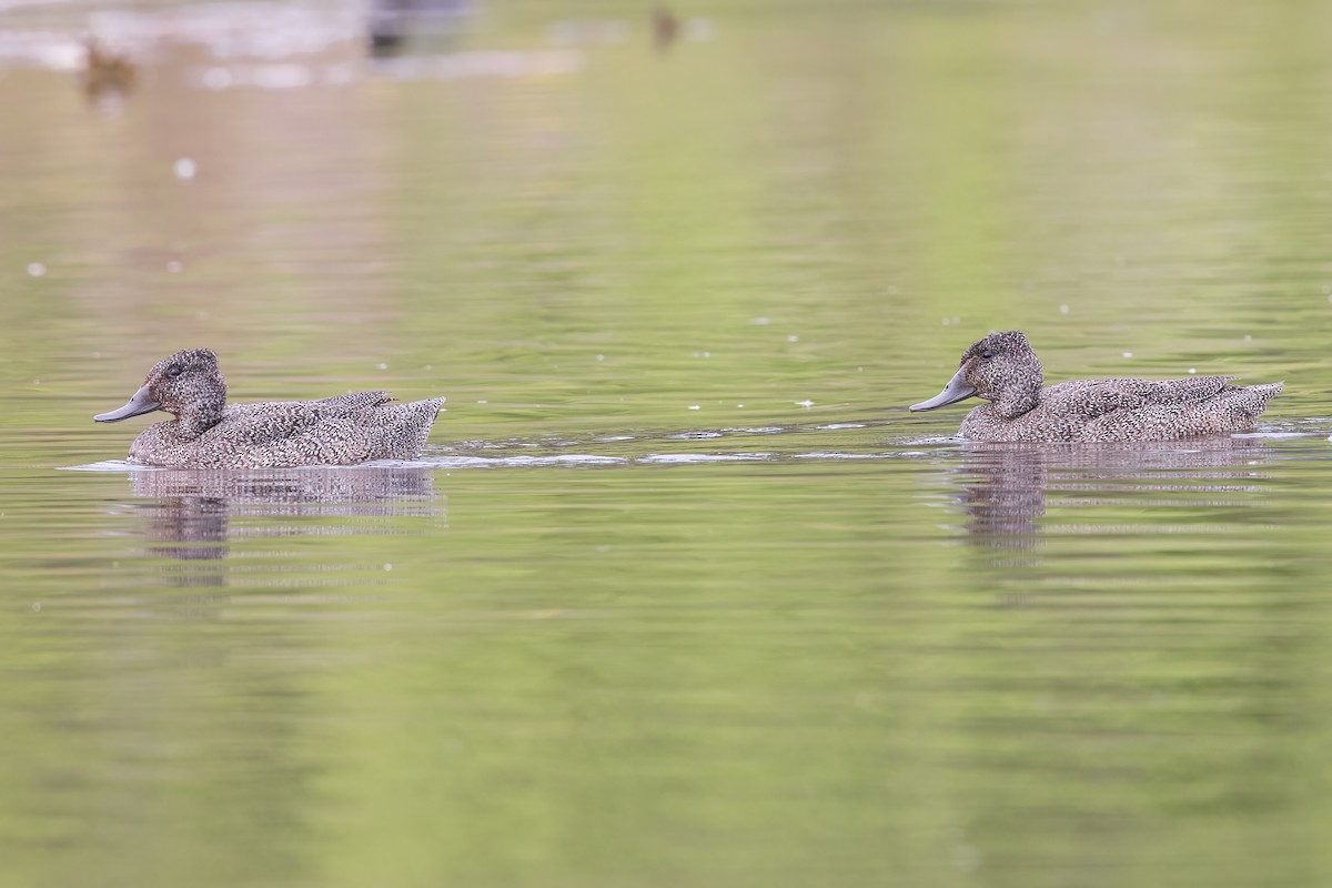 Freckled Duck - ML641941861