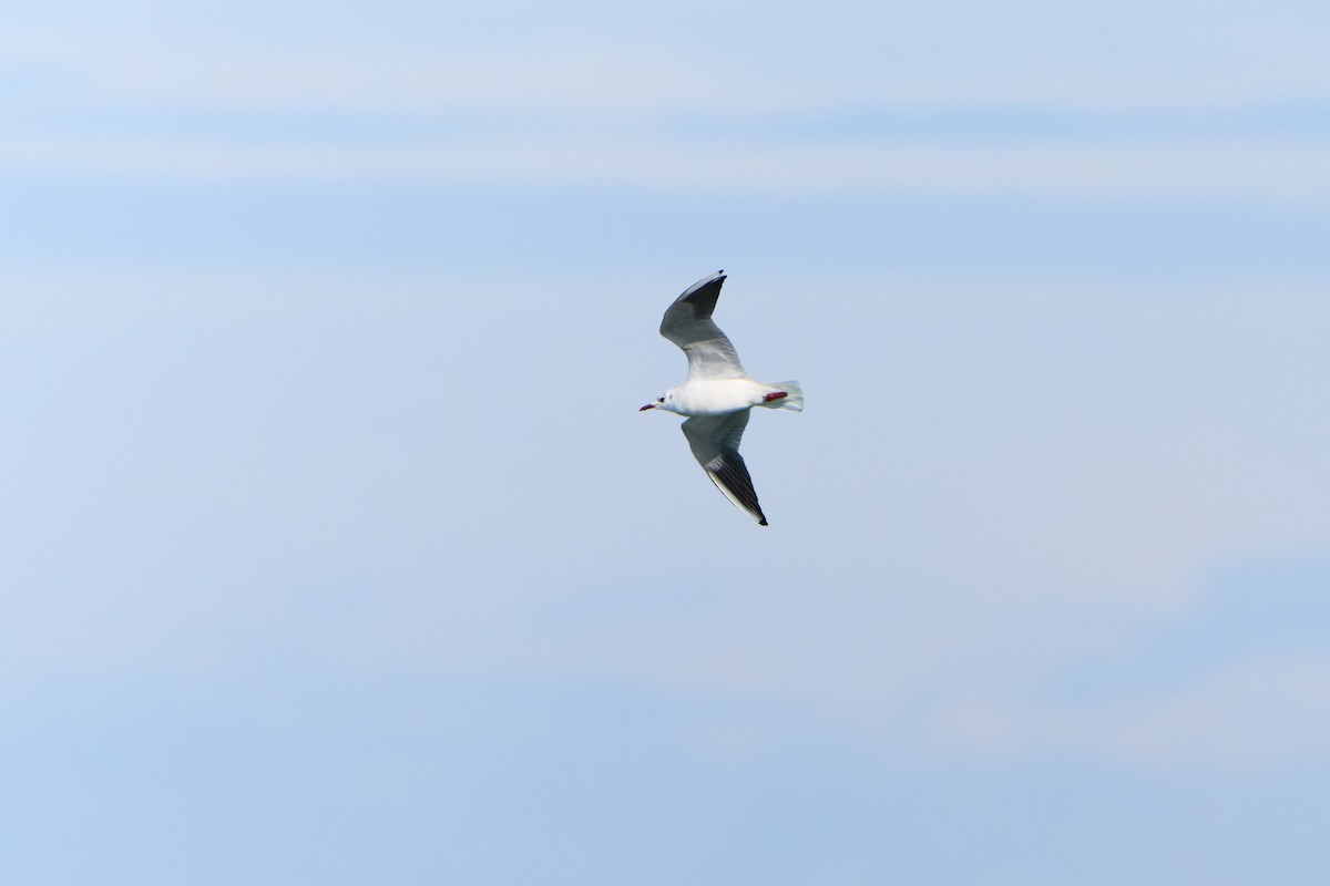 Mouette rieuse - ML641941890