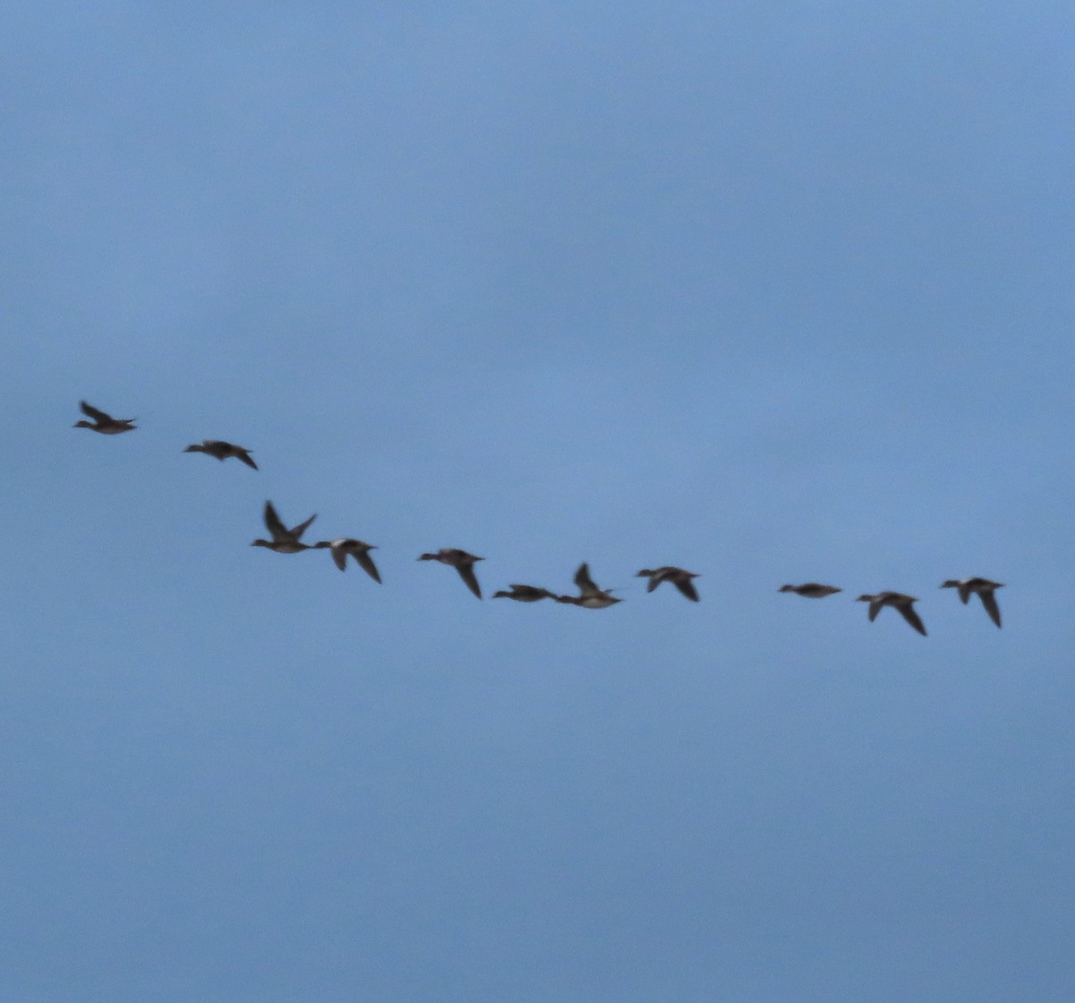 American Wigeon - ML641941901