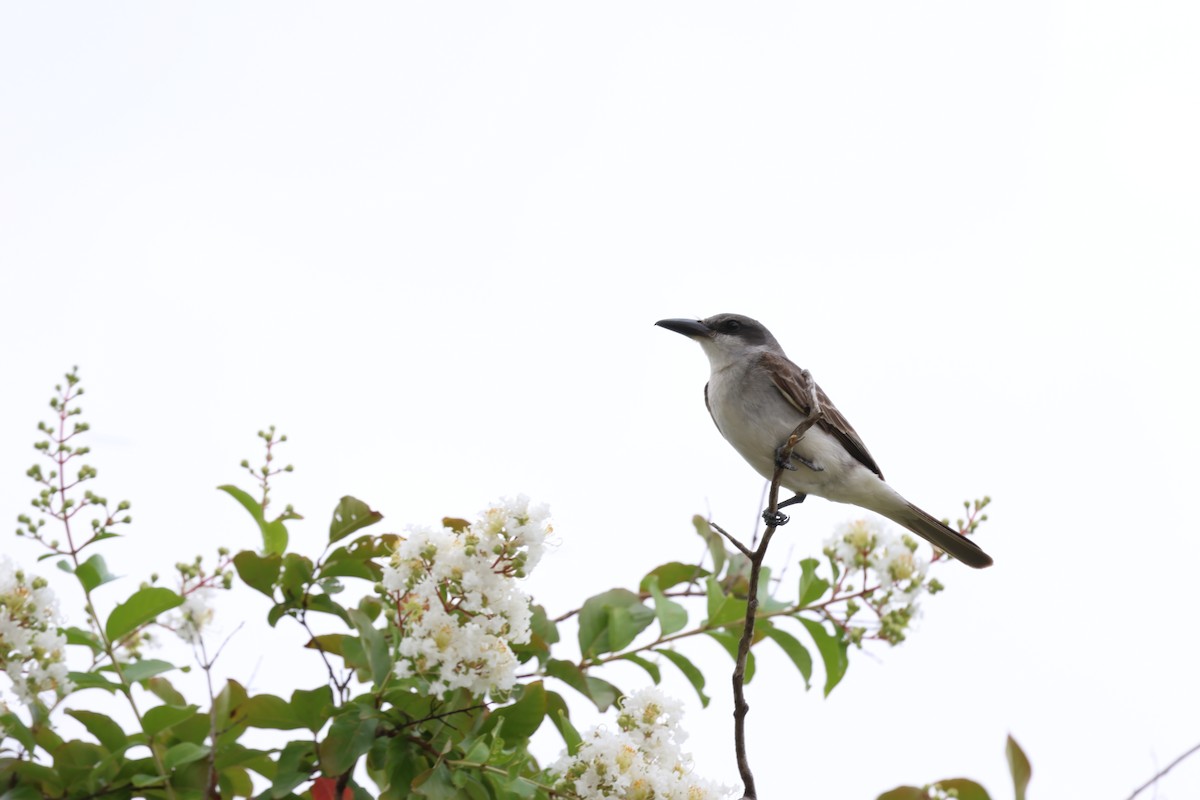 Gray Kingbird - ML641941922
