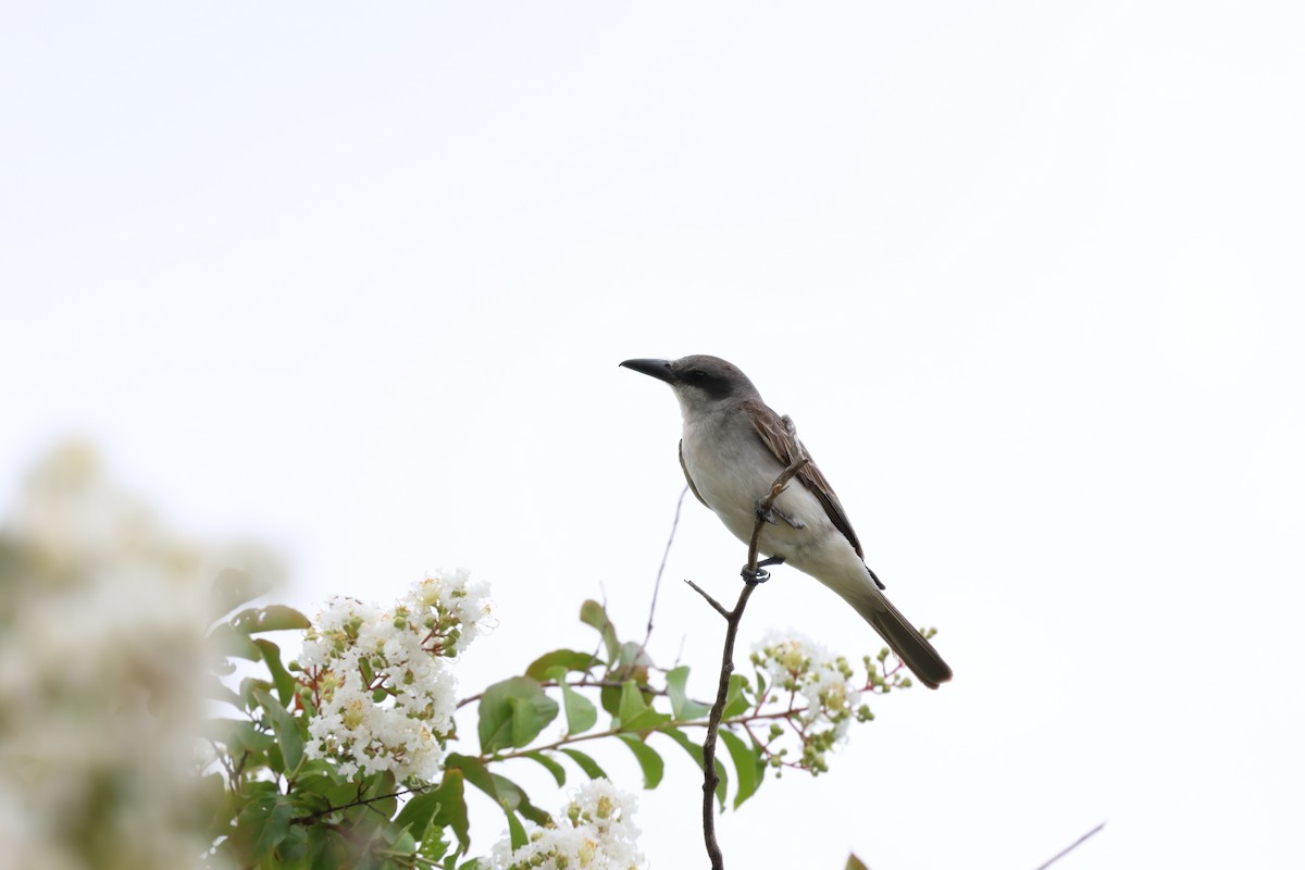 Gray Kingbird - ML641941923