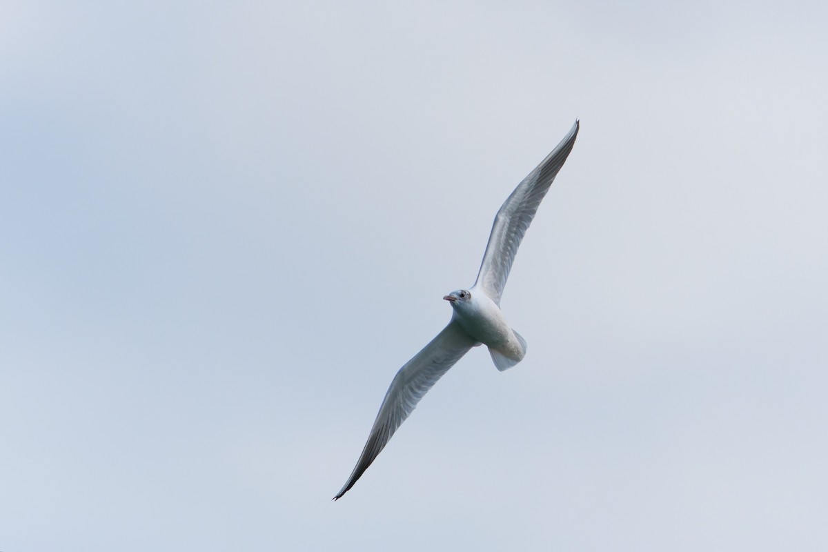 Mouette rieuse - ML641941925