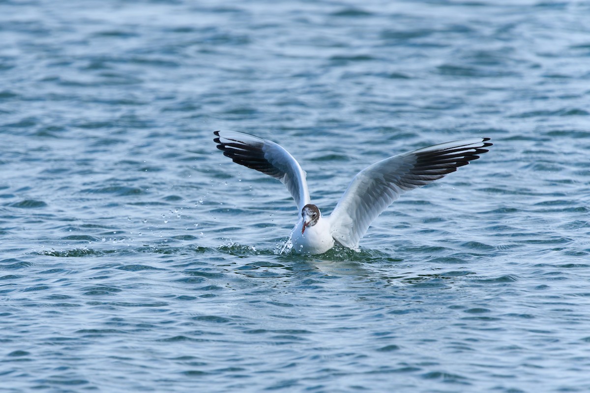 Mouette rieuse - ML641941926