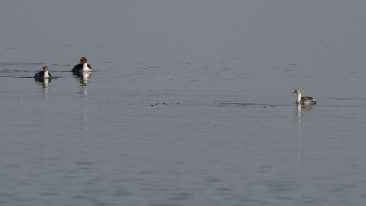 Silvery Grebe - ML641941939