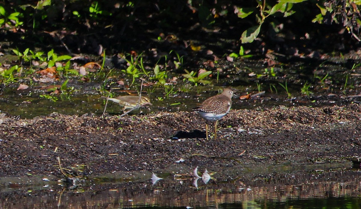 Solitary Sandpiper - ML641941940
