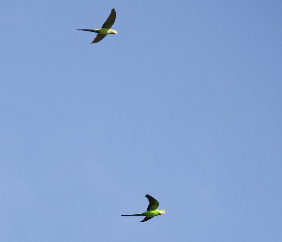 Superb Parrot - ML641941942