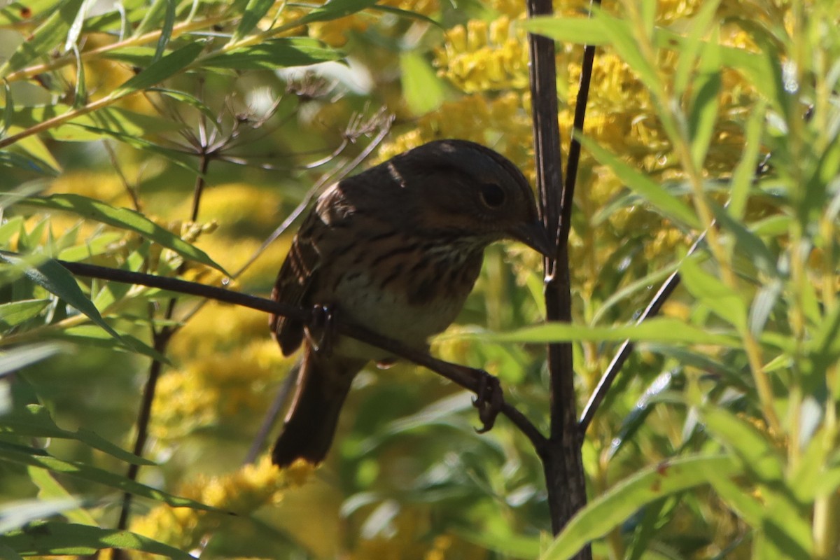 Lincoln's Sparrow - ML641941945