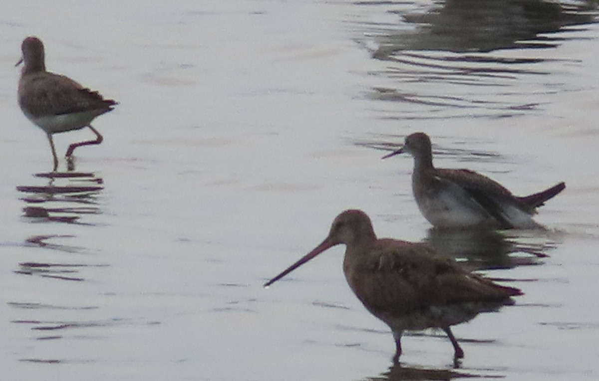 Hudsonian Godwit - ML641941952