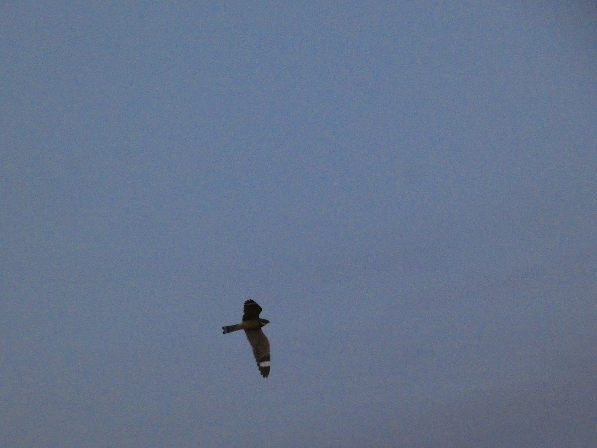 Lesser Nighthawk - ML641941965