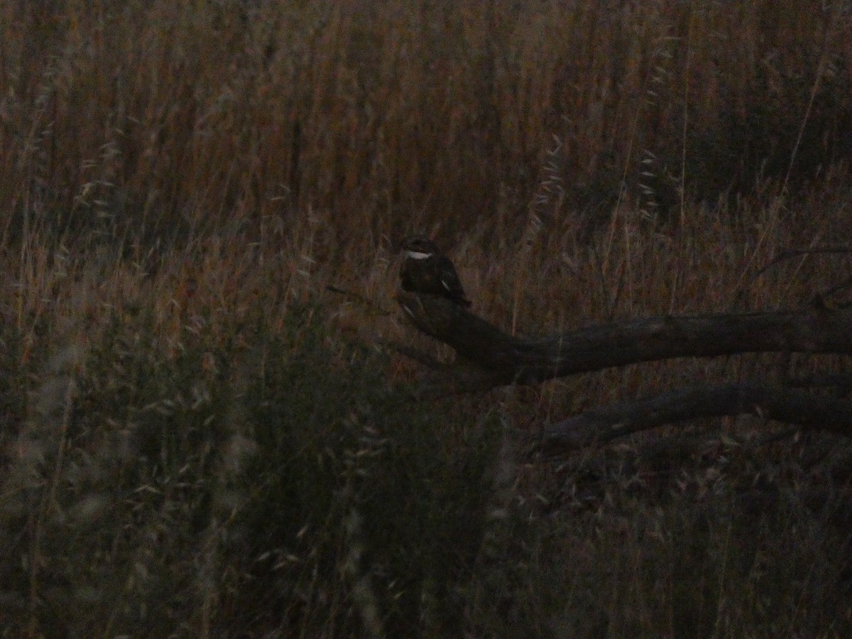 Lesser Nighthawk - ML641941971