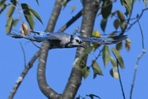 Blue Jay - ML641941976