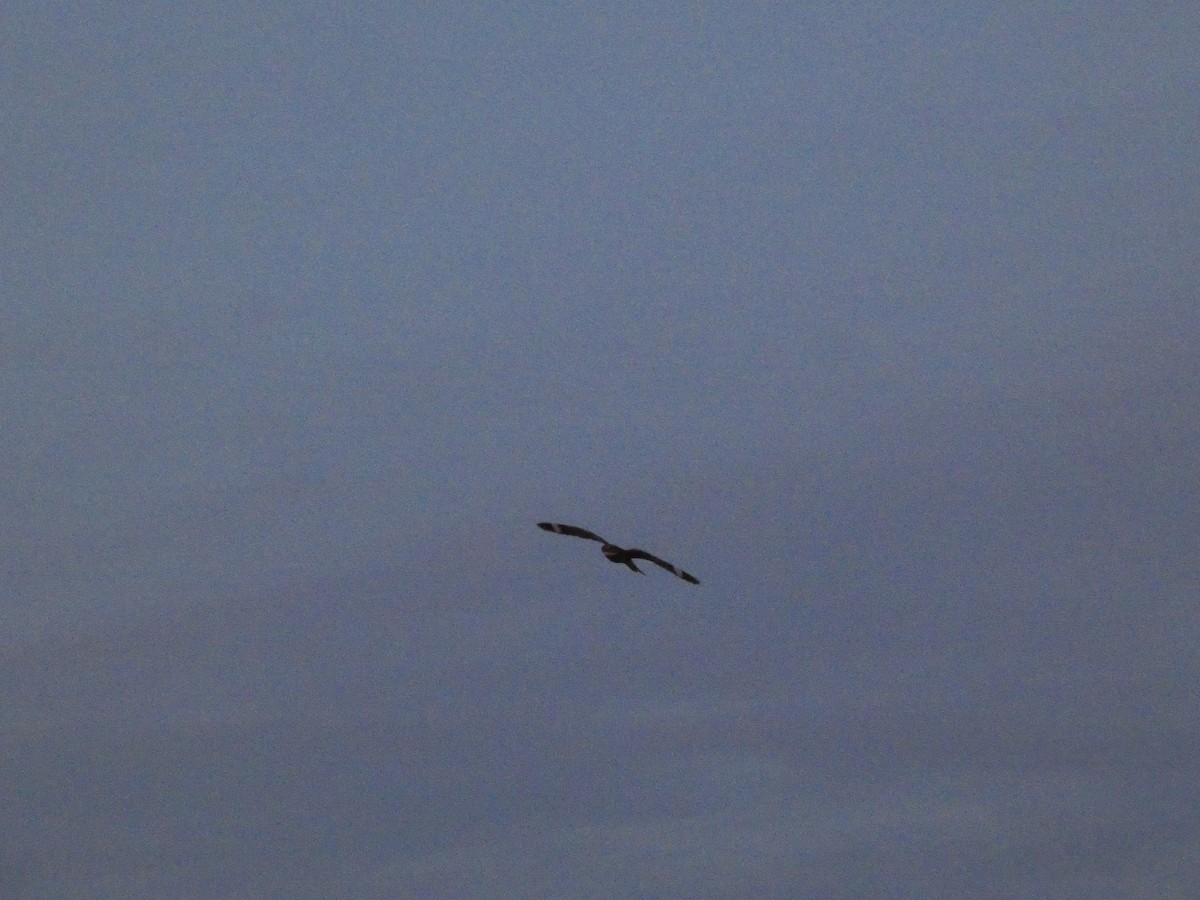 Lesser Nighthawk - ML641941977
