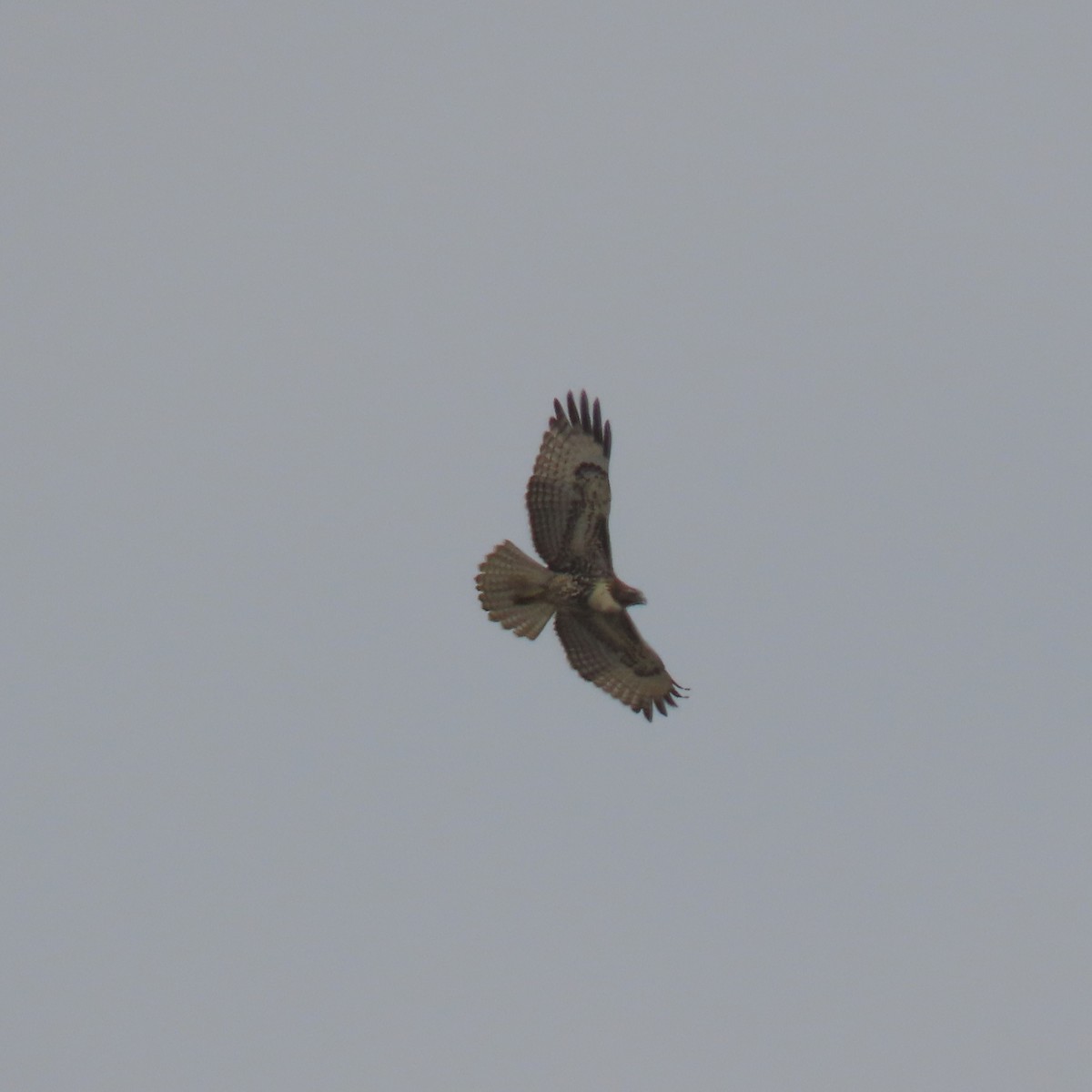Red-tailed Hawk - ML641941979