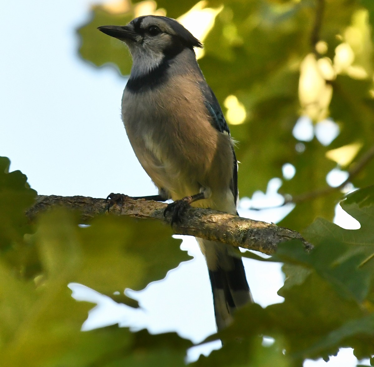 Blue Jay - ML641942036