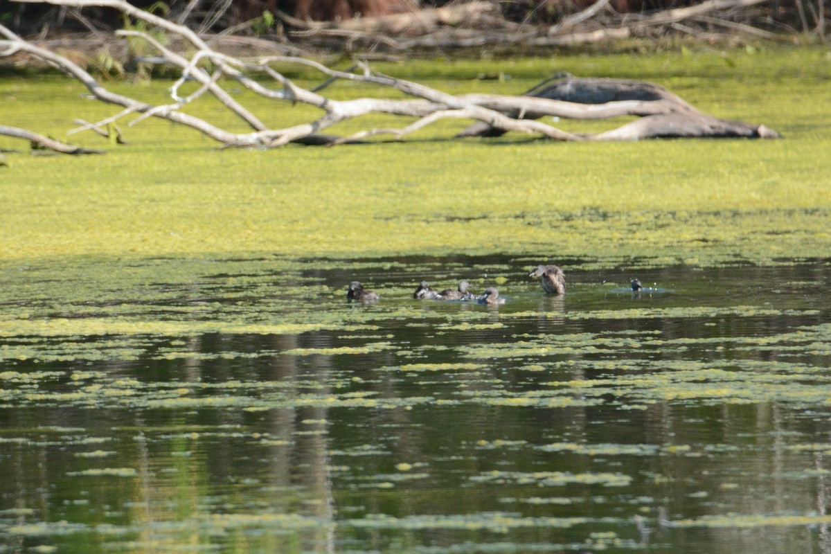 Least Grebe - Taylor Abbott