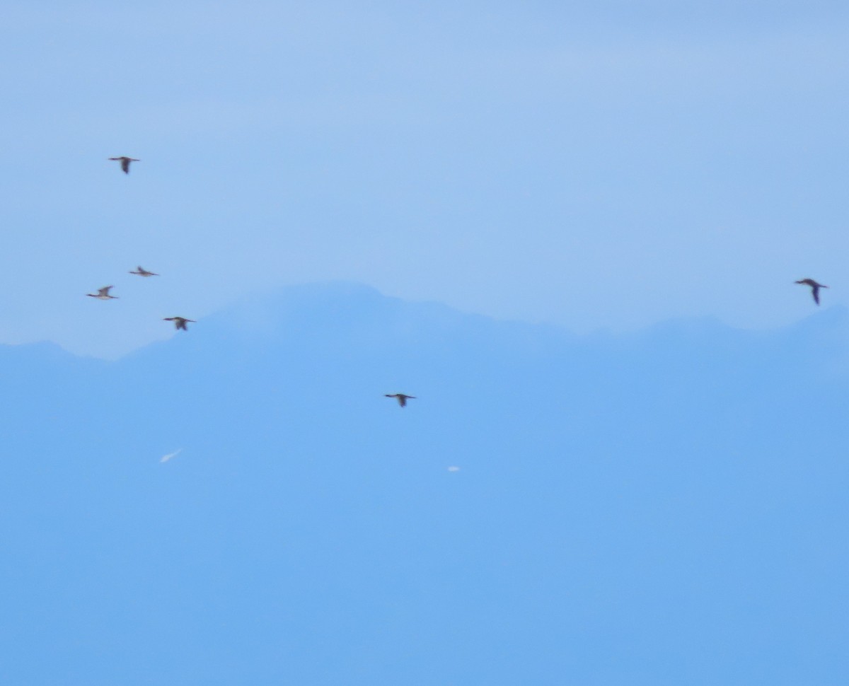 Pacific Loon - ML641942116