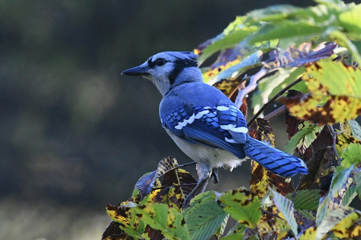 Blue Jay - ML641942119