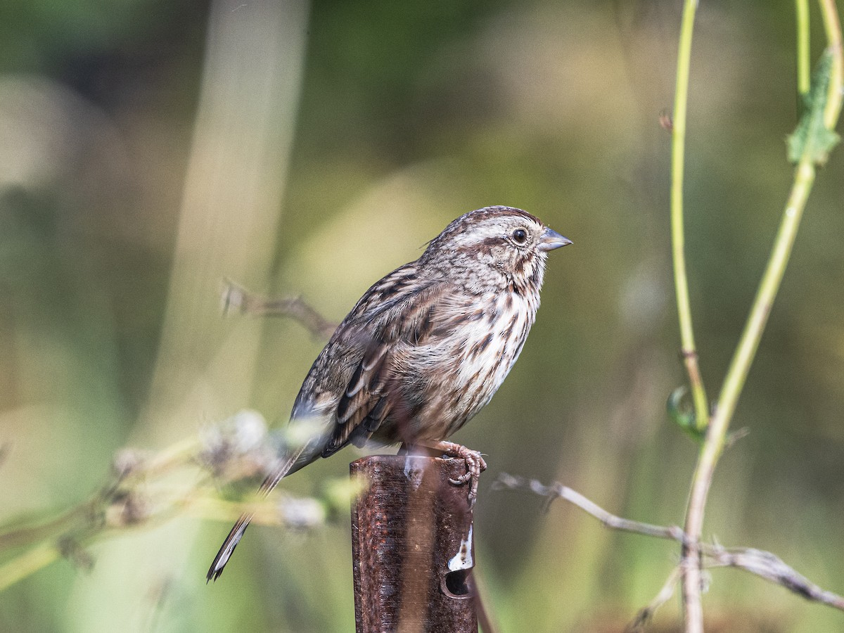 Song Sparrow - ML641942130