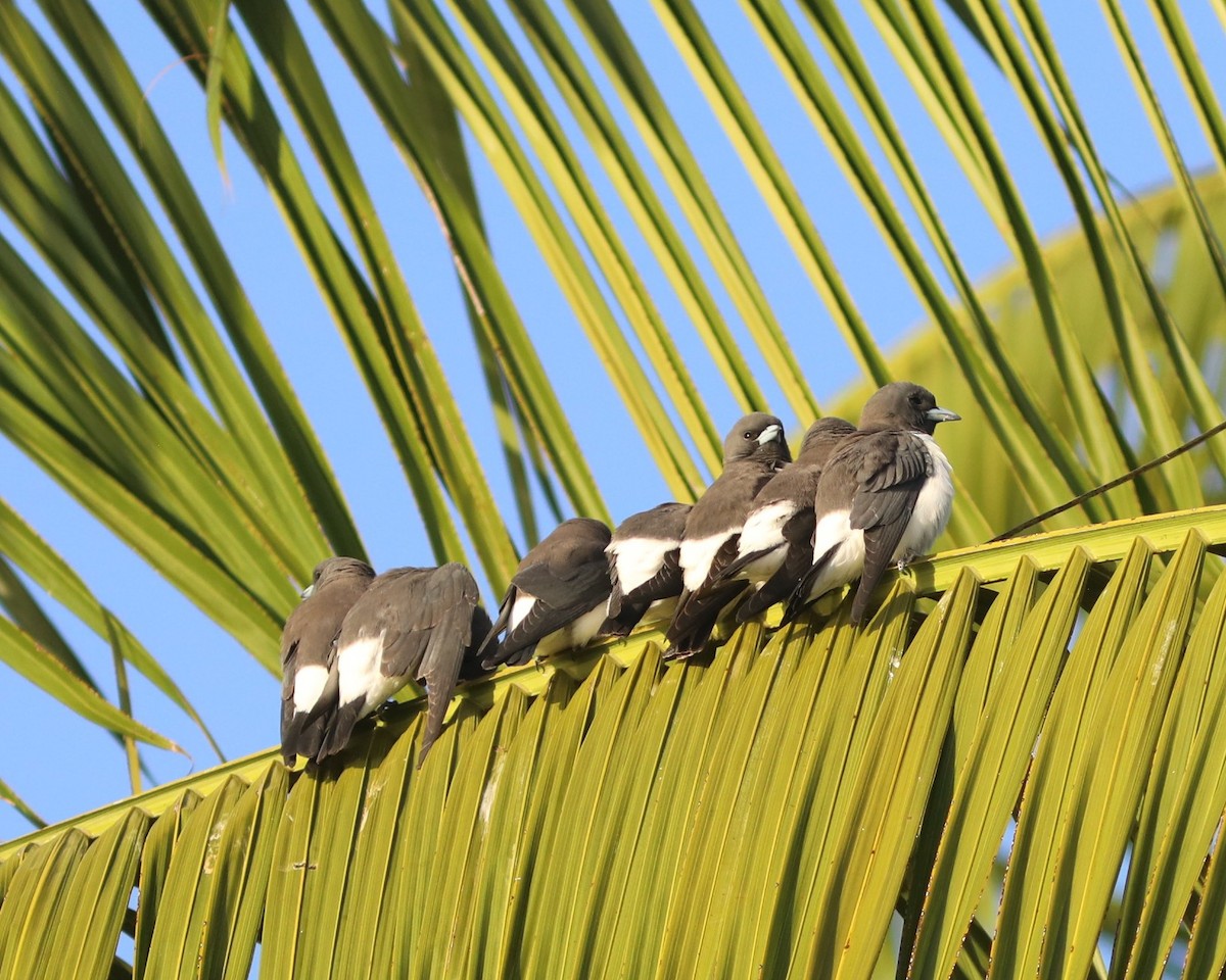 White-breasted Woodswallow - ML641942133