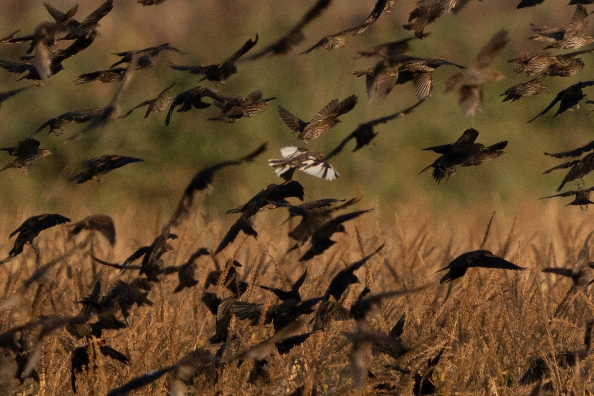 Red-winged Blackbird - ML641942158