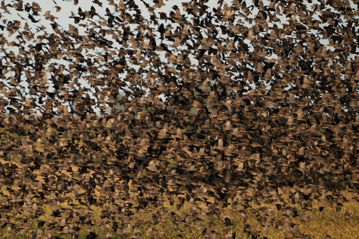 Red-winged Blackbird - ML641942160