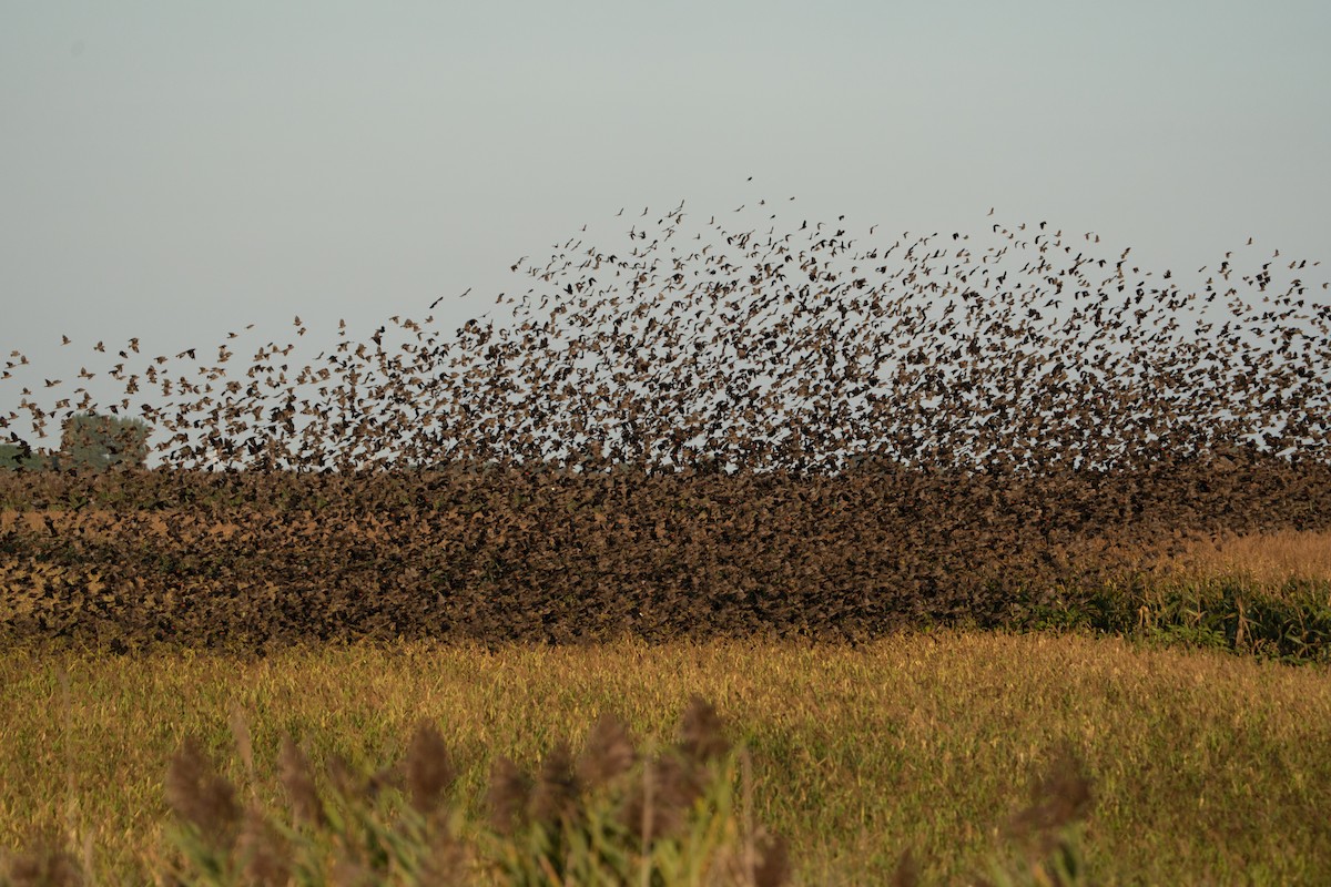 Red-winged Blackbird - ML641942161