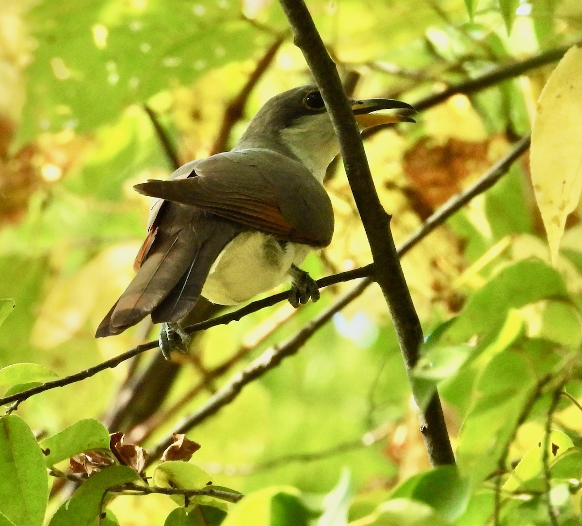 Yellow-billed Cuckoo - ML641942166