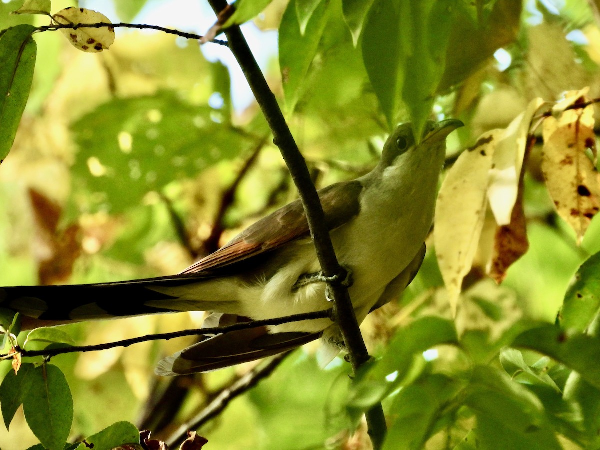 Yellow-billed Cuckoo - ML641942167