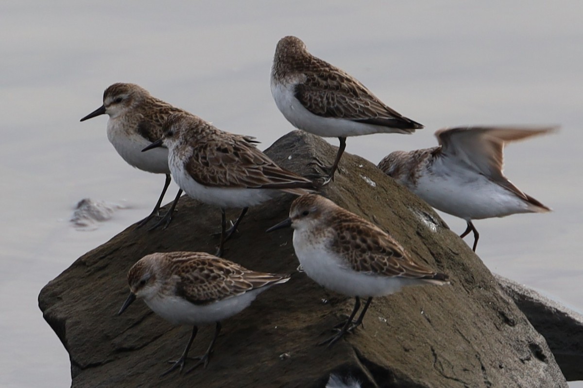 Semipalmated Sandpiper - ML641942195