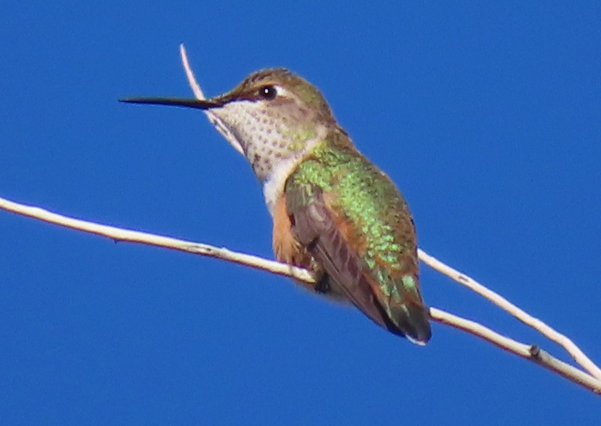Rufous Hummingbird - ML641942213