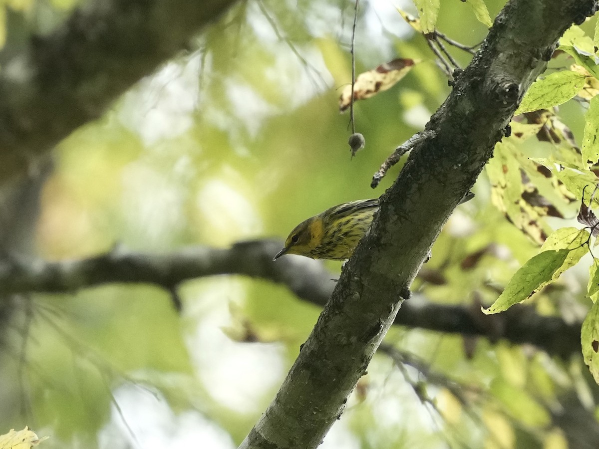 Cape May Warbler - ML641942214