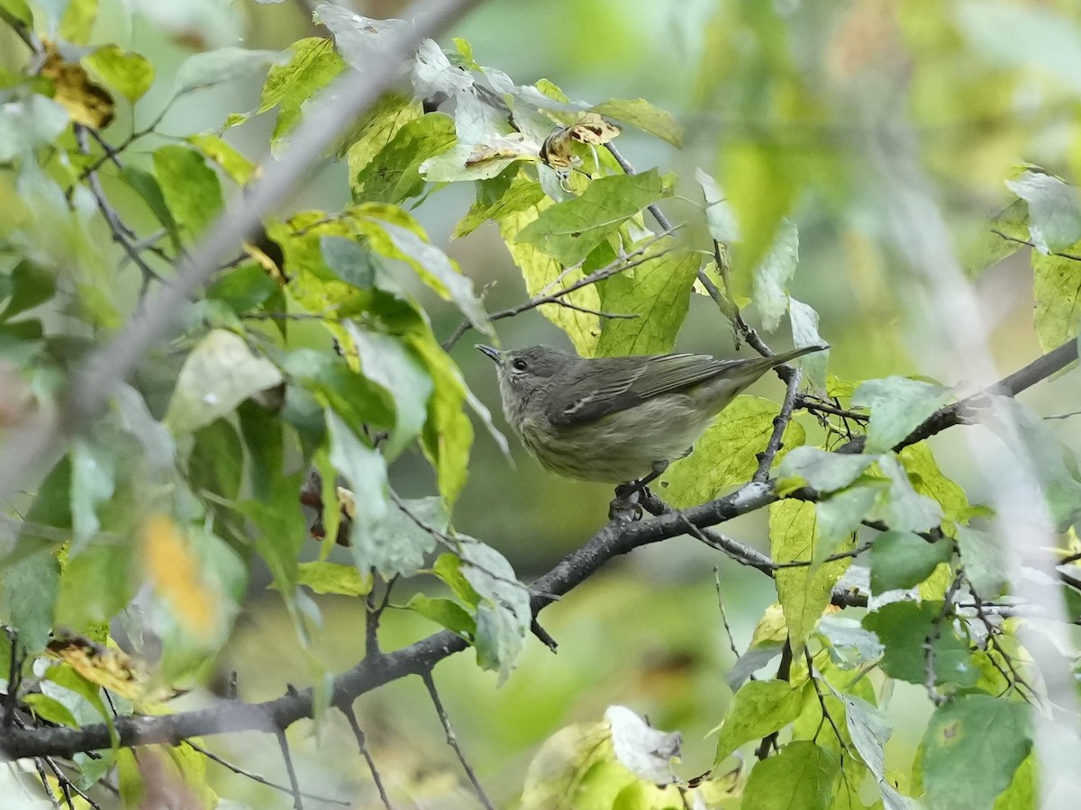 Cape May Warbler - ML641942216