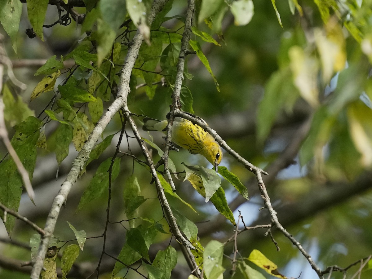 Cape May Warbler - ML641942217